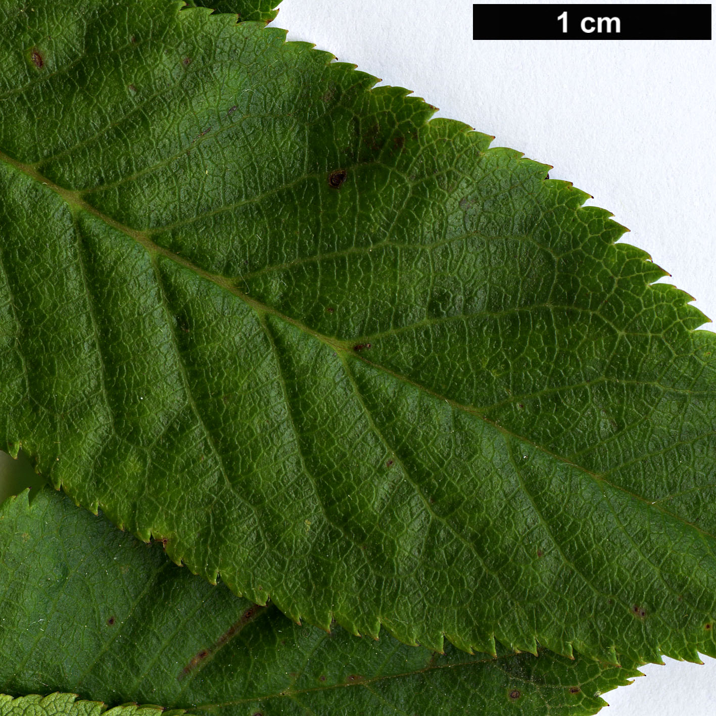 High resolution image: Family: Rosaceae - Genus: Prunus - Taxon: latidentata - SpeciesSub: var. pleuroptera High resolution image: Family: Rosaceae - Genus: Prunus - Taxon: latidentata - SpeciesSub: var. pleuroptera